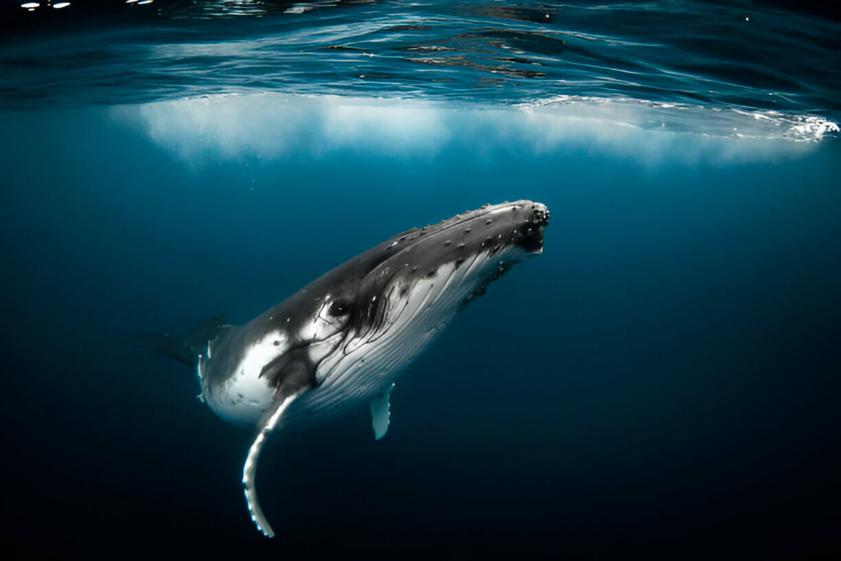 Humpback Whale